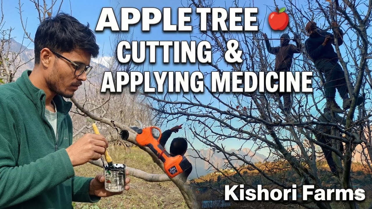 Apple 🍎 tree Pruning & Applying Medicine Pest In Cut Orchard Maintenance 2025 #kishorifarms  