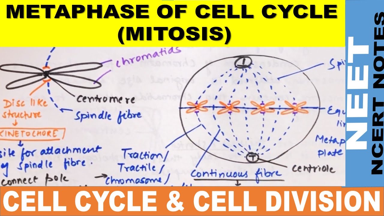 Metaphase of mitosis in Hindi | Metaphase of mitosis class 11 | Metaphase cell cycle | NEET 2021 |