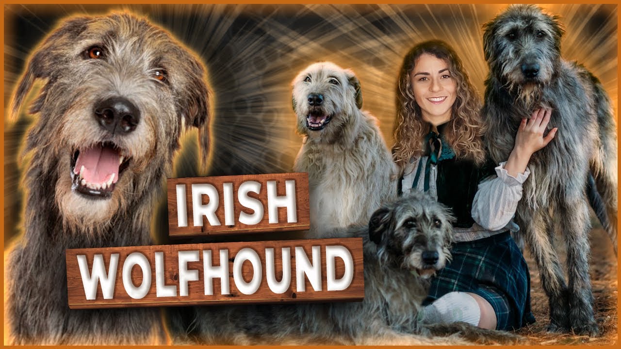 IRISH WOLFHOUND - A MAIOR RAÇA DE CACHORRO DO MUNDO!!!! - Tudo sobre a raça  #irishwolfhound