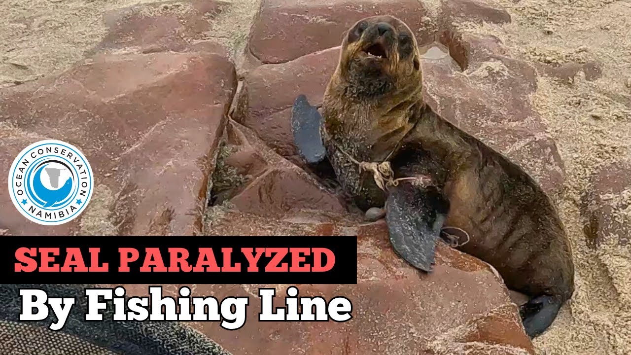 Seal PARALYZED By Fishing Line