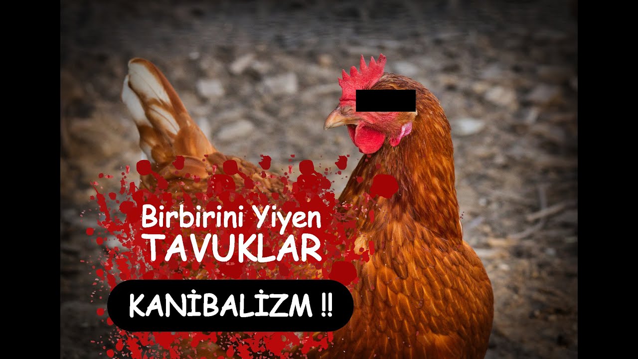 [KATİL TAVUKLAR] ||  Tavuk Yamyamlığı ( Kanibalizm ) Nedir? Neler Yapabiliriz?