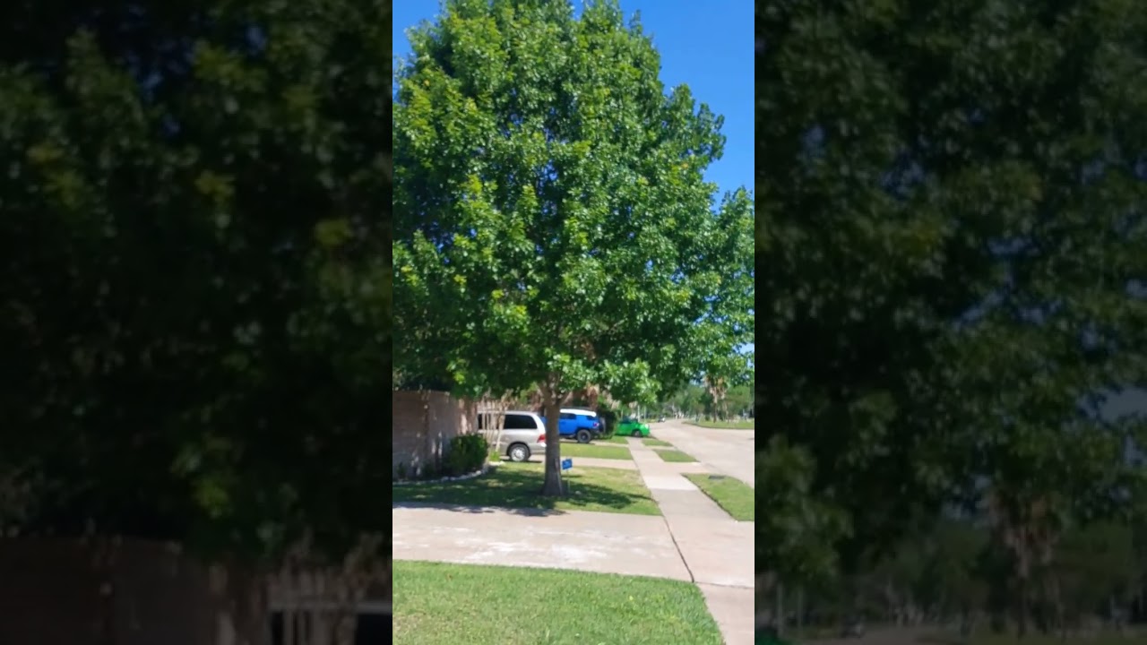 Quercus shumardii. (Shumard oak).
