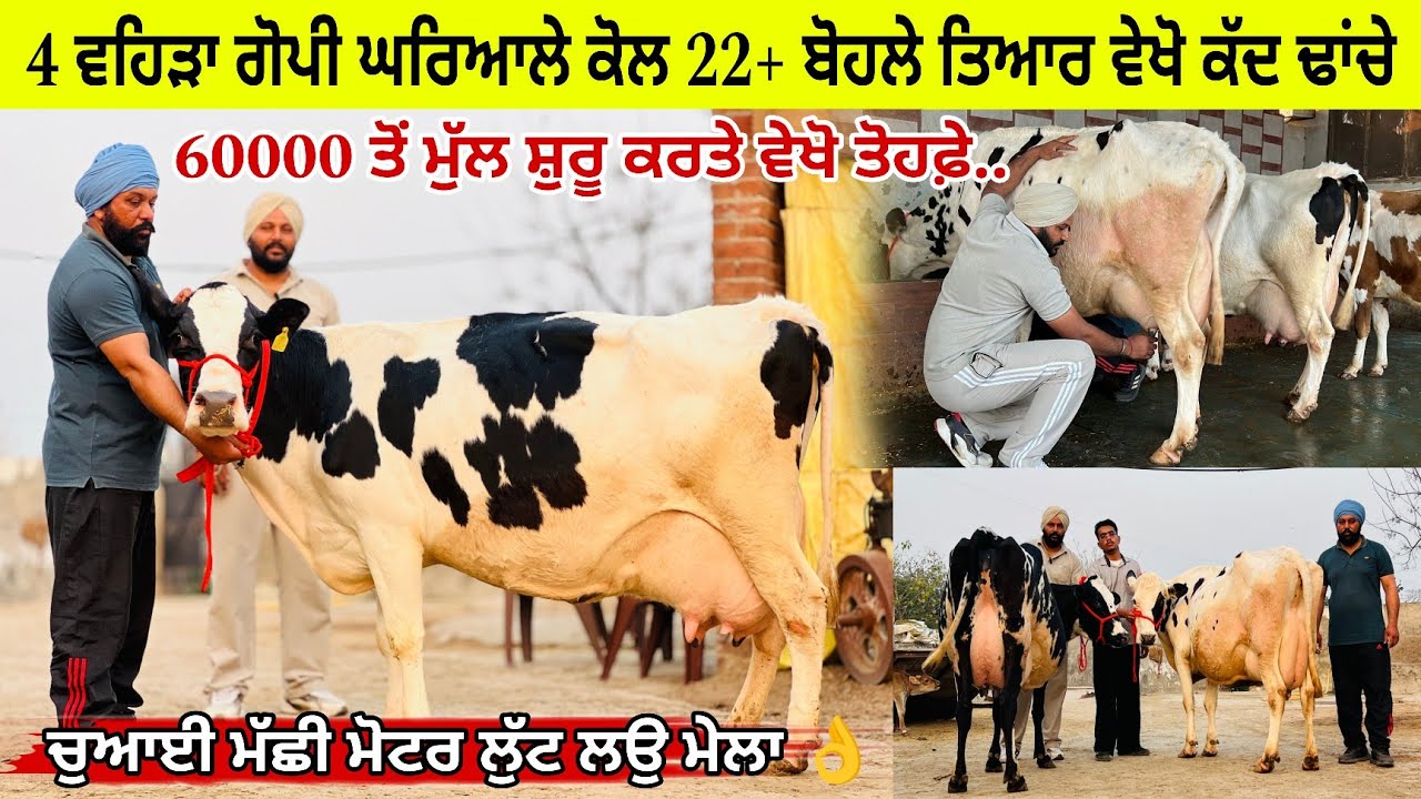 ਗੋਪੀ ਘਰਿਆਲੇ ਕੋਲ 4 ਵਹਿੜਾ 22+ ਬੋਹਲੇ ਤਿਆਰ ਵੱਡੀਆਂ ਵਹਿੜਾ/ ਪੱਟੀ ਤਰਨਤਾਰਨ 