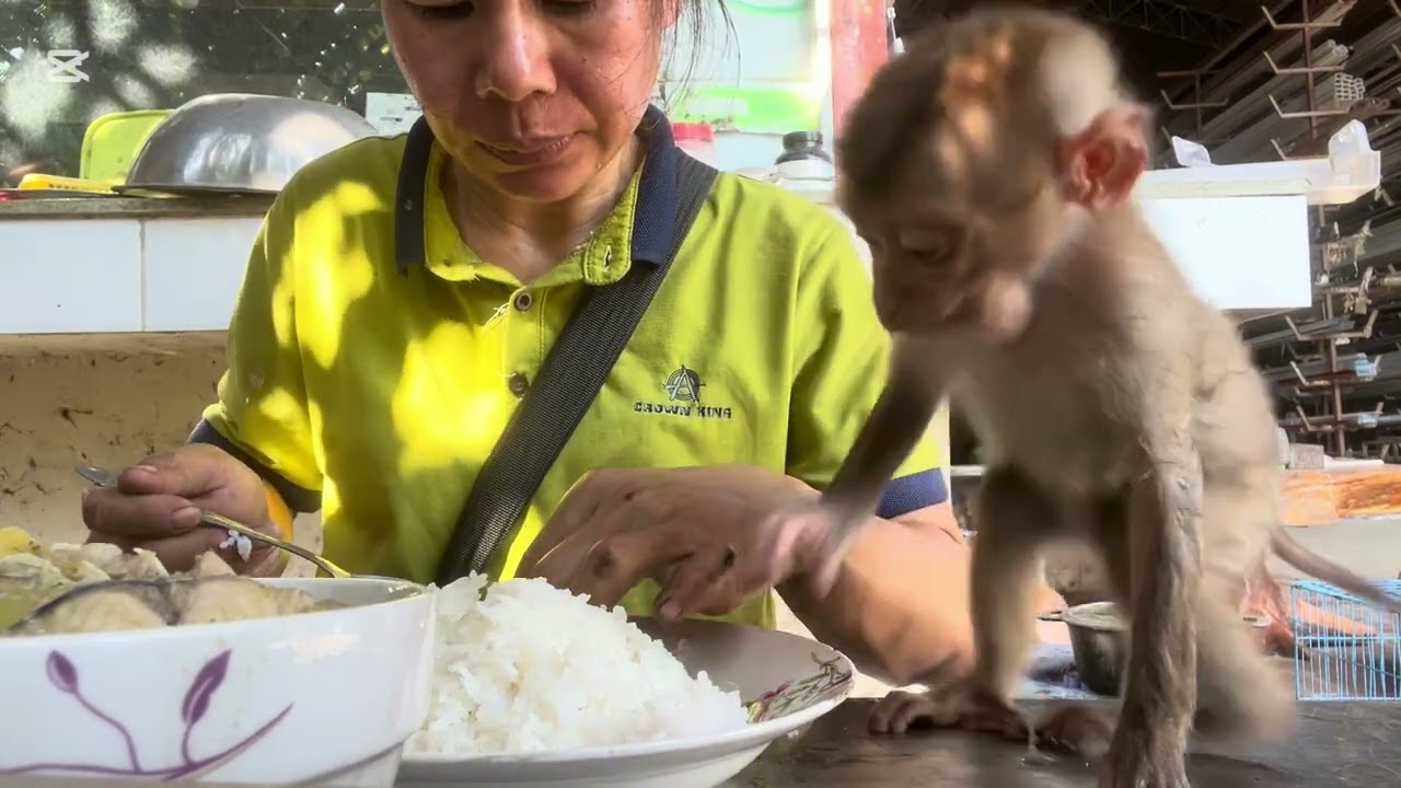 Mary eat rice #mary #monkey #animals #asmr