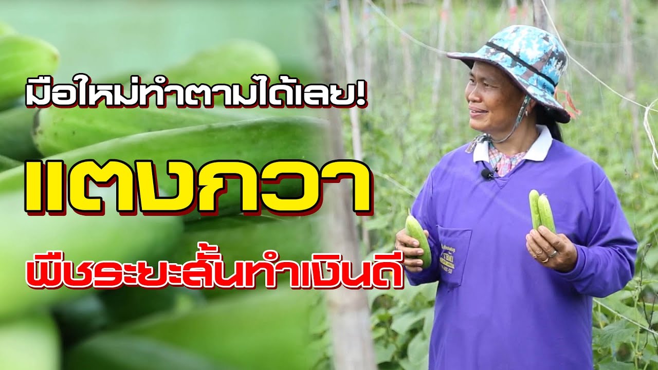 แตงกวาไม่ติดลูก เกิดจากอะไร? แก้ยังไงดีให้ลูกยาว ลูกสวย ตลาดชอบ