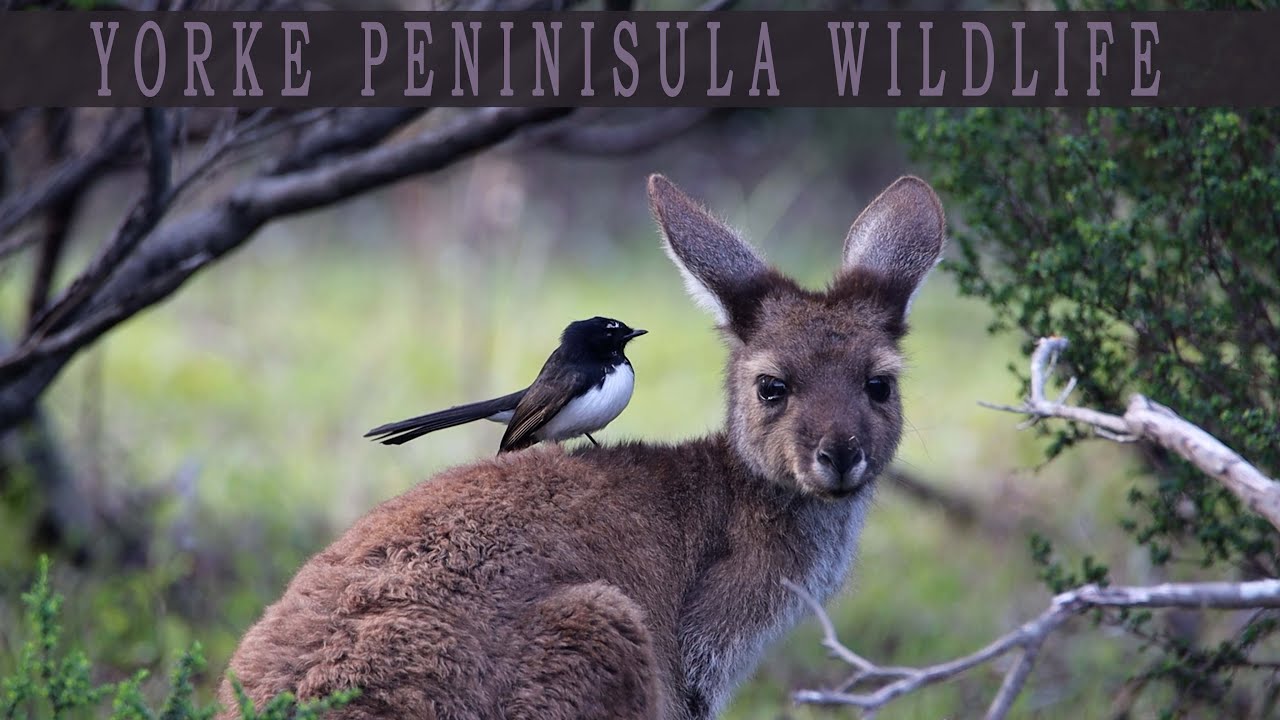Wildlife of South Australia's Yorke Peninsula - Part 2. Truly Australian wildlife encounter.