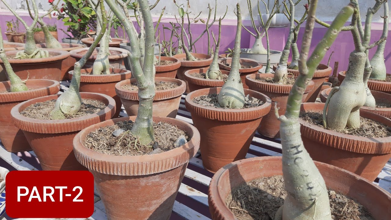 ALL ABOUT ADENIUM PLANTS (PART-2) ADENIUM FERTILIZER