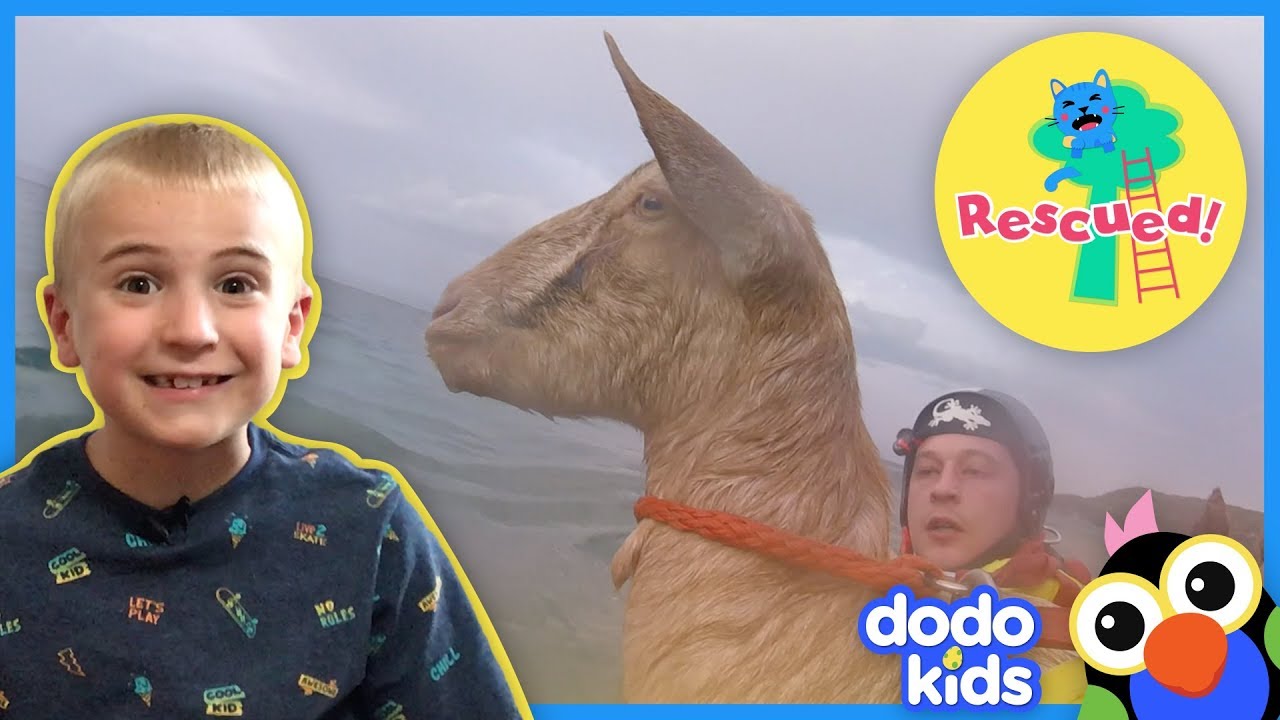 Boat Rescuers Save Goat Trapped On Rocks In The Ocean | Dodo Kids: Rescued!