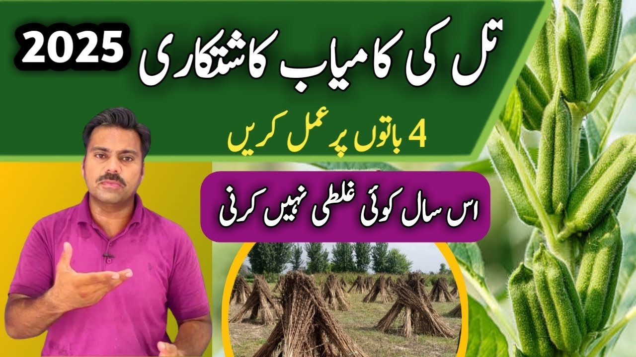 Tips to make sesame crop successful | How to get bumper yield from sesame crop | Abid Ali Agrarian
