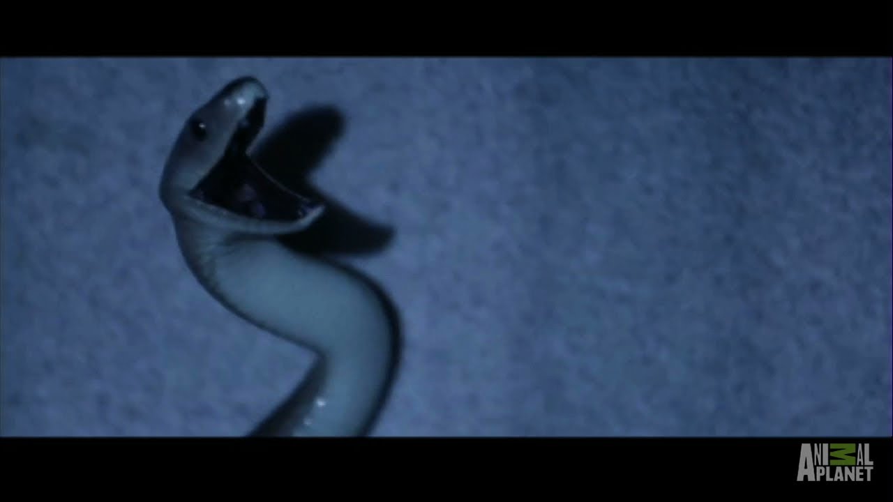 Snake Attack Mystery | Fatal Attractions