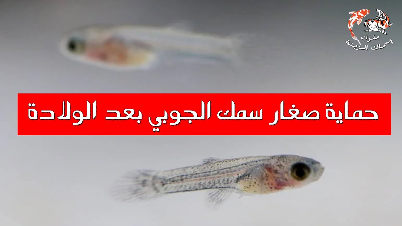 حماية صغار سمك الجوبي بعد الولادة