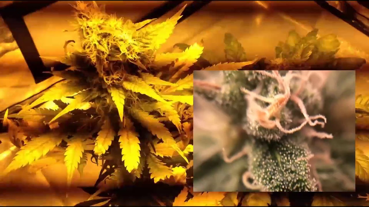 GC101   Skipping The Vegetative Stage Northern lights Indoor Grow O cXJhYos9g