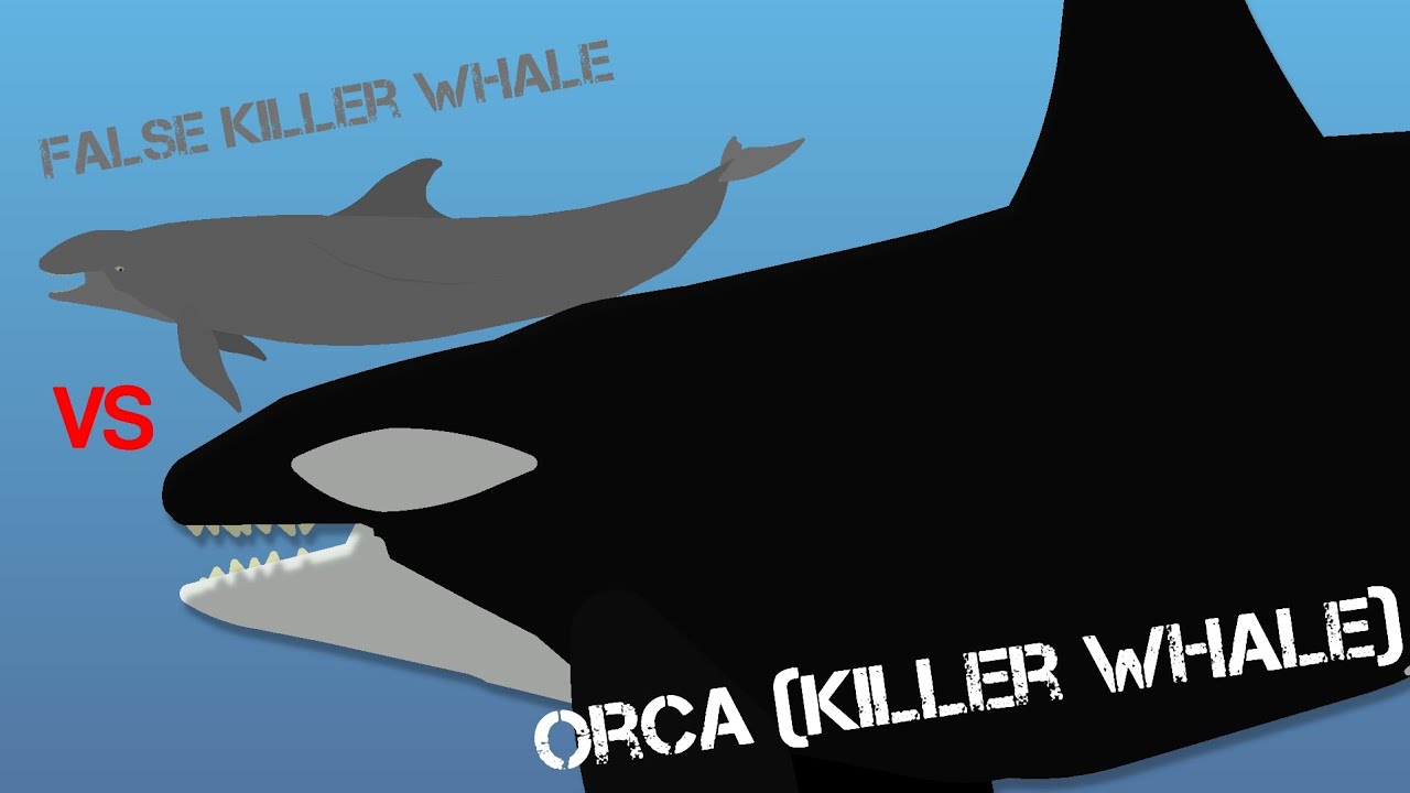 Orca [Killer Whale] Vs False Killer Whale/ Stick Nodes