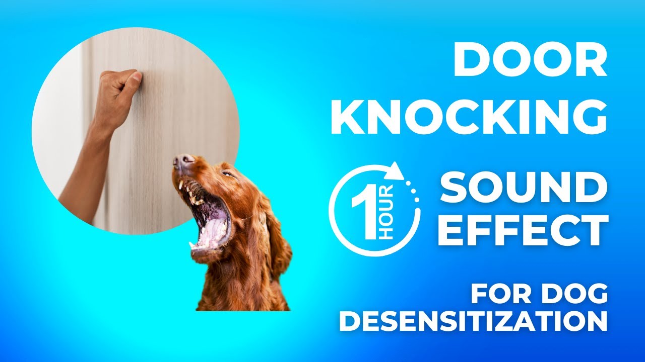 Door Knocking Sound Effect for Dogs 1 Hour | Dog Training