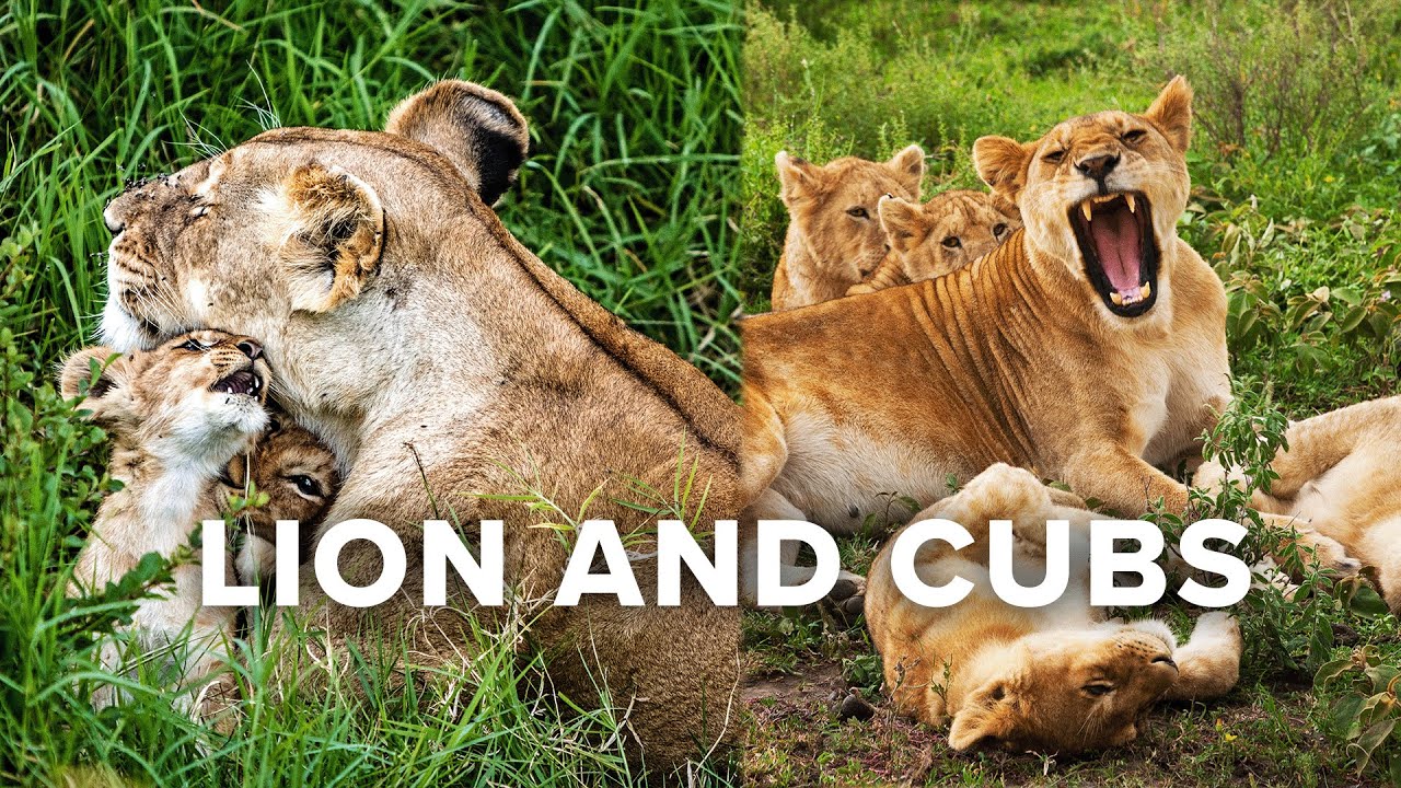 Lioness Must Protect New Litter of Cubs | Wildlife Icons 101 | Mobile