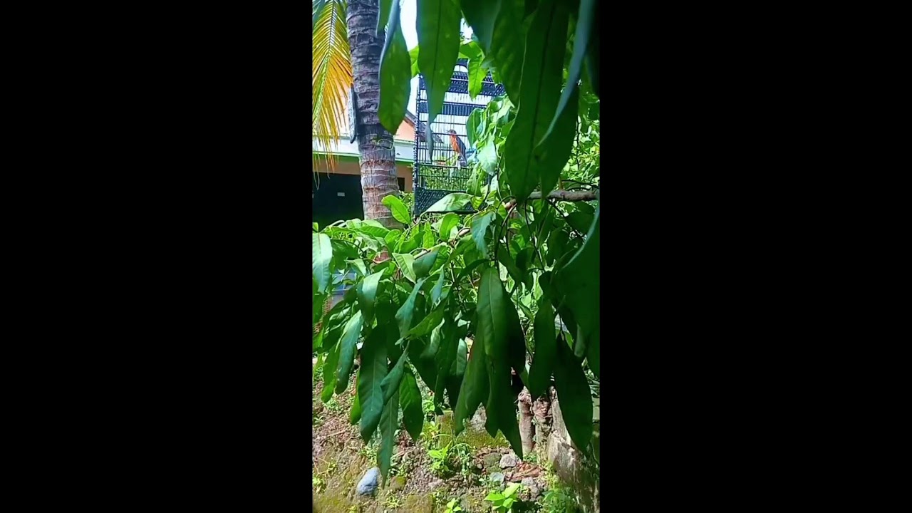 NYANYIAN DALAM KETEDUHAN ANIS MERAH