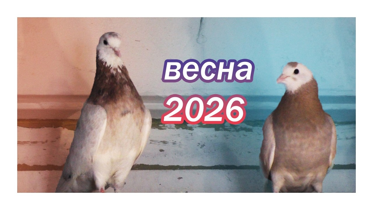 Весна 2026 птенцы и первые полёты