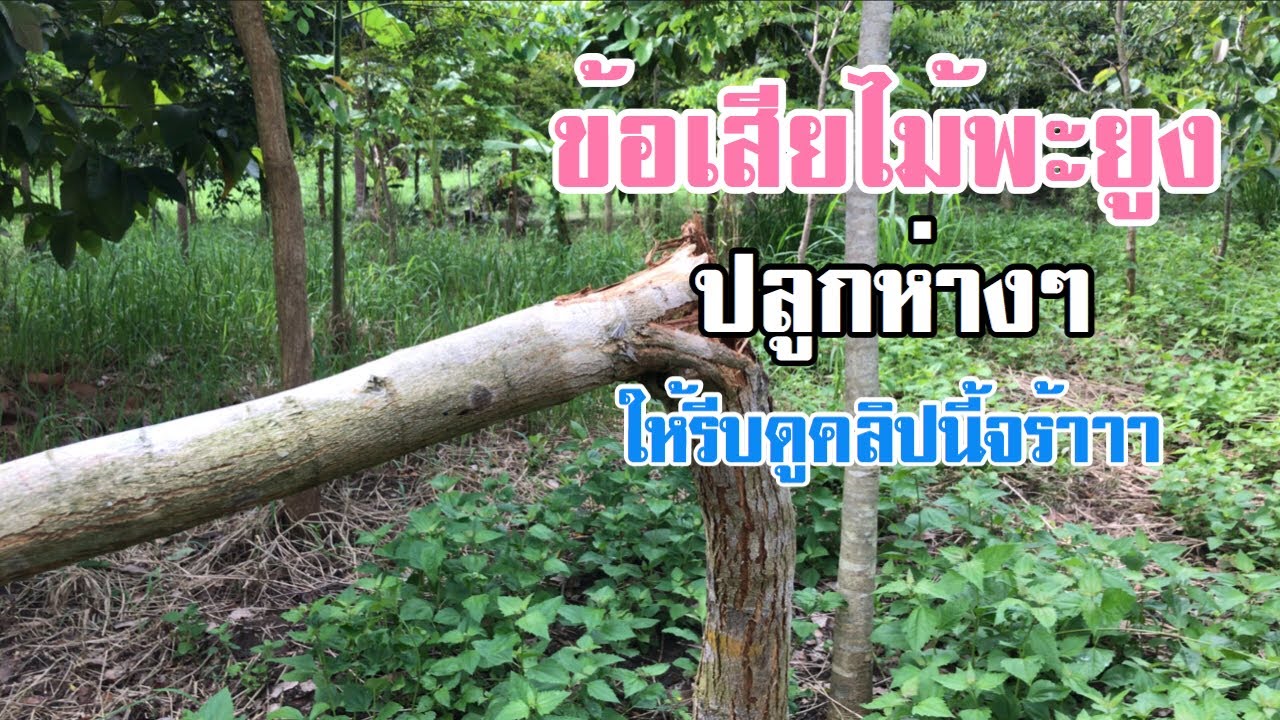 ข้อเสียของต้นพะยูง รู้สักนิดก่อนปลูกต้นพะยูง จะได้วางแผนเรื่องระยะห่างได้เหมาะสม [ดินแดนแห่งเสรีภาพ]