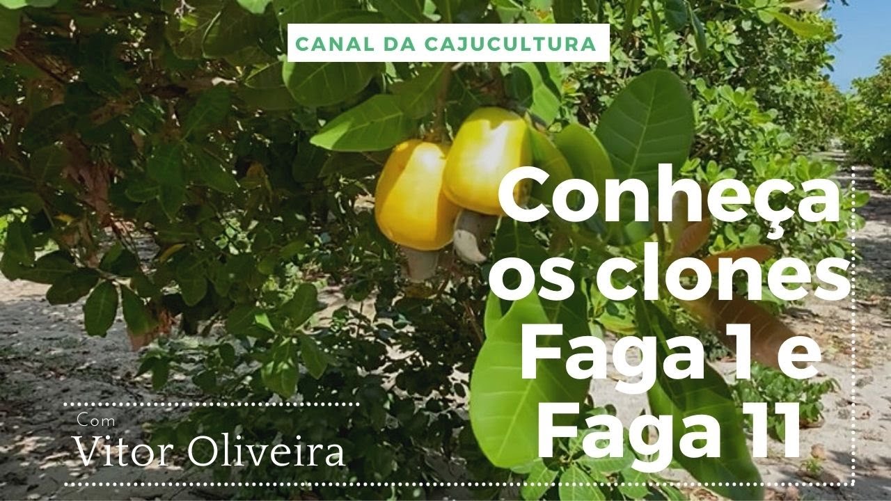 Conheça os clones de cajueiro Faga 1 e Faga 11