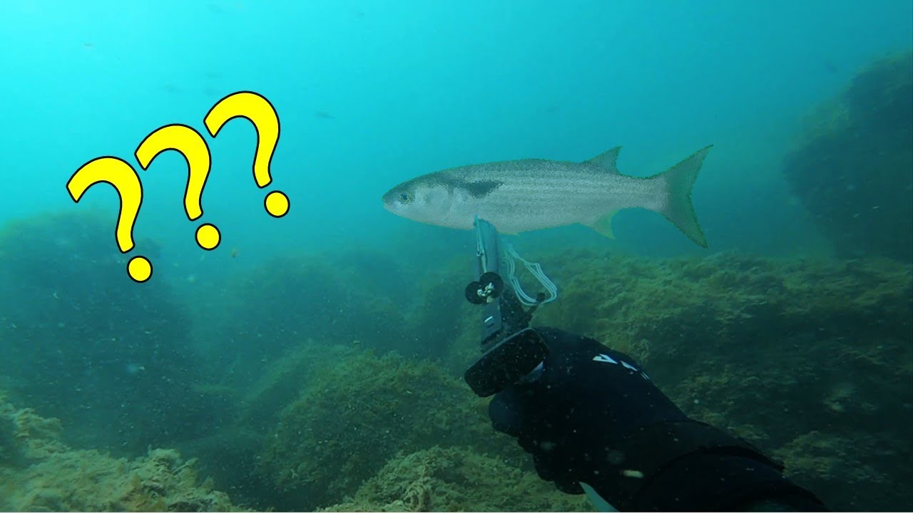 ESPLORARE IL BASSOFONDO? - Pesca sub Liguria