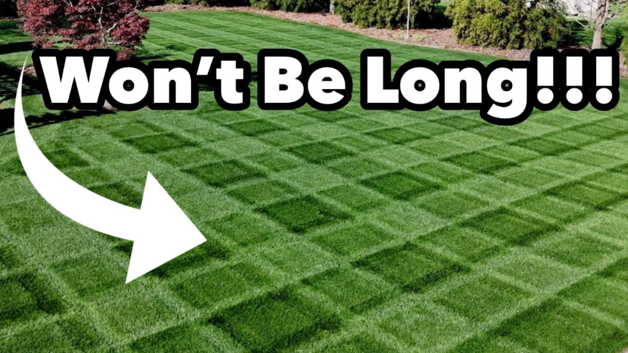 Tall Fescue Lawn PROPERTY OVERHAUL What Changes Did I Make?
