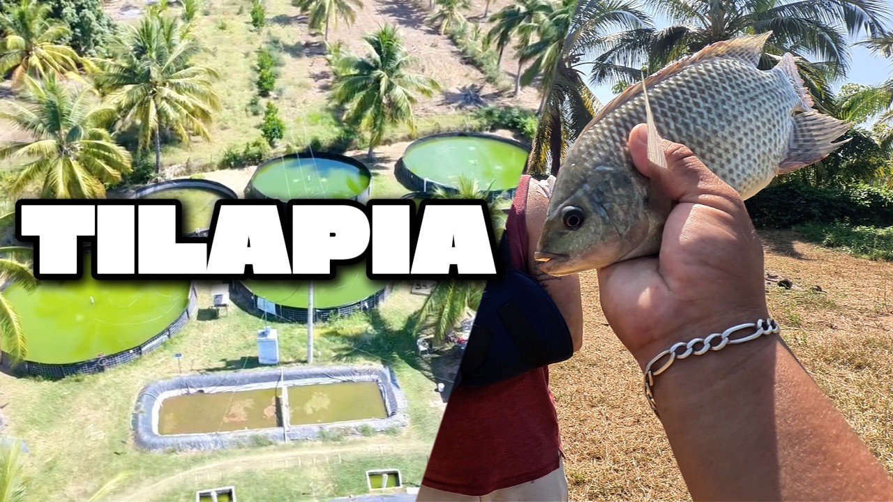 Granja de tilapia CASO DE ÉXITO en Jalisco |Acuiver 🐟
