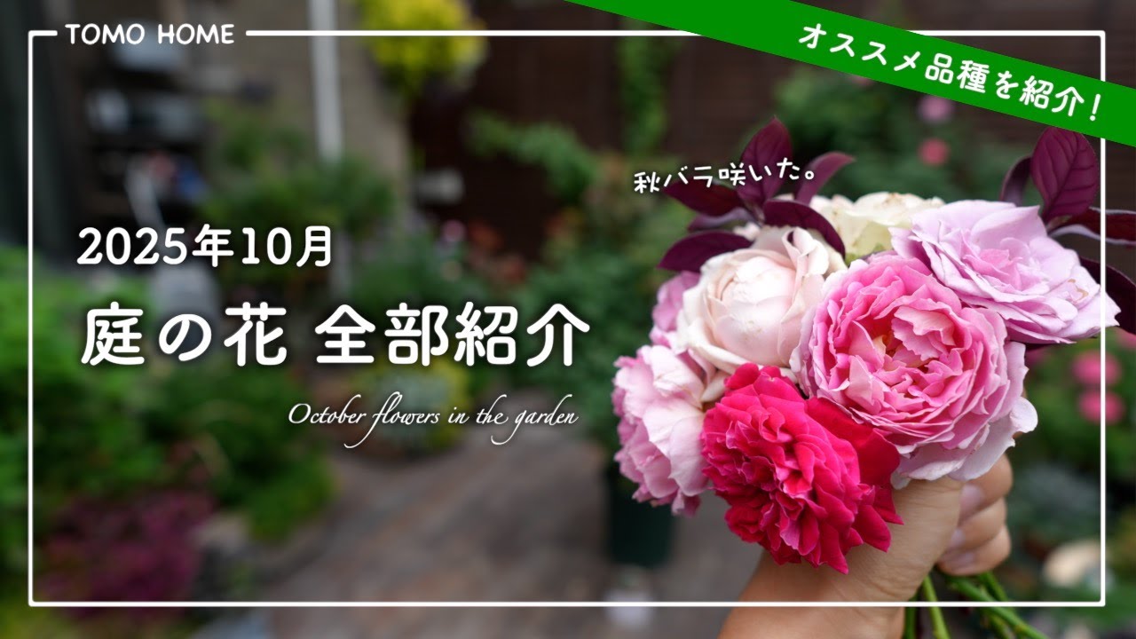【オススメ】10月テラスガーデンツアー・育ててる花全部紹介【秋バラ】