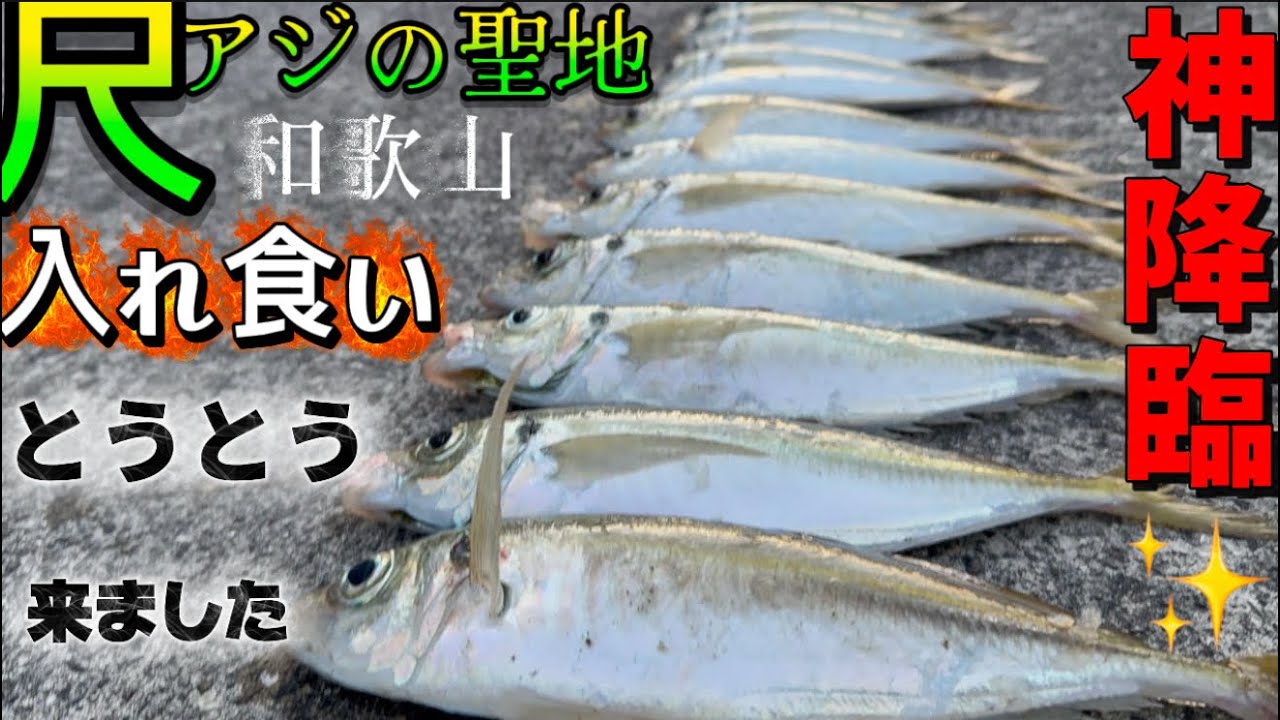 【尺アジの聖地】神降臨✨狙いはギガアジ🐟尺アジギガアジの回遊を逃すな‼️