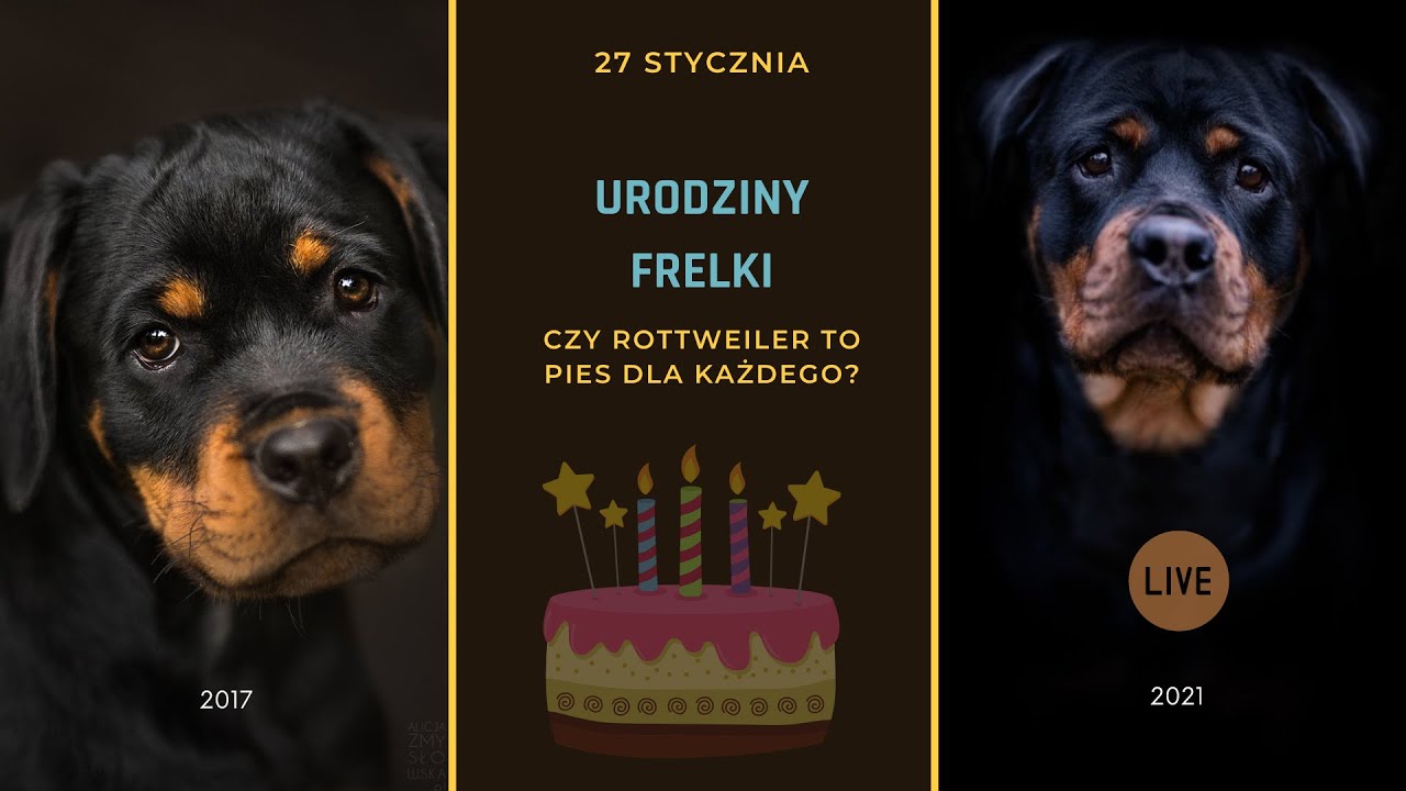Urodziny Frelki. Czy rottweiler to pies dla każdego.