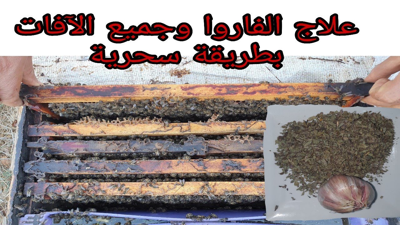 علاج الفارو وجميع الا فات لطريقة سحرية