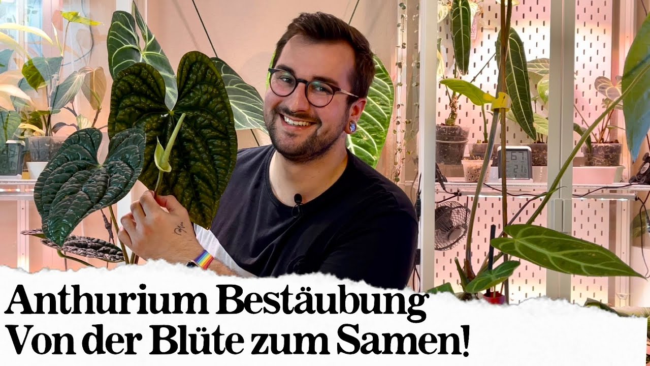 Anthurium Vermehrung via Best&auml;ubung! 🌿 Wie man Anthurien kreuzt!