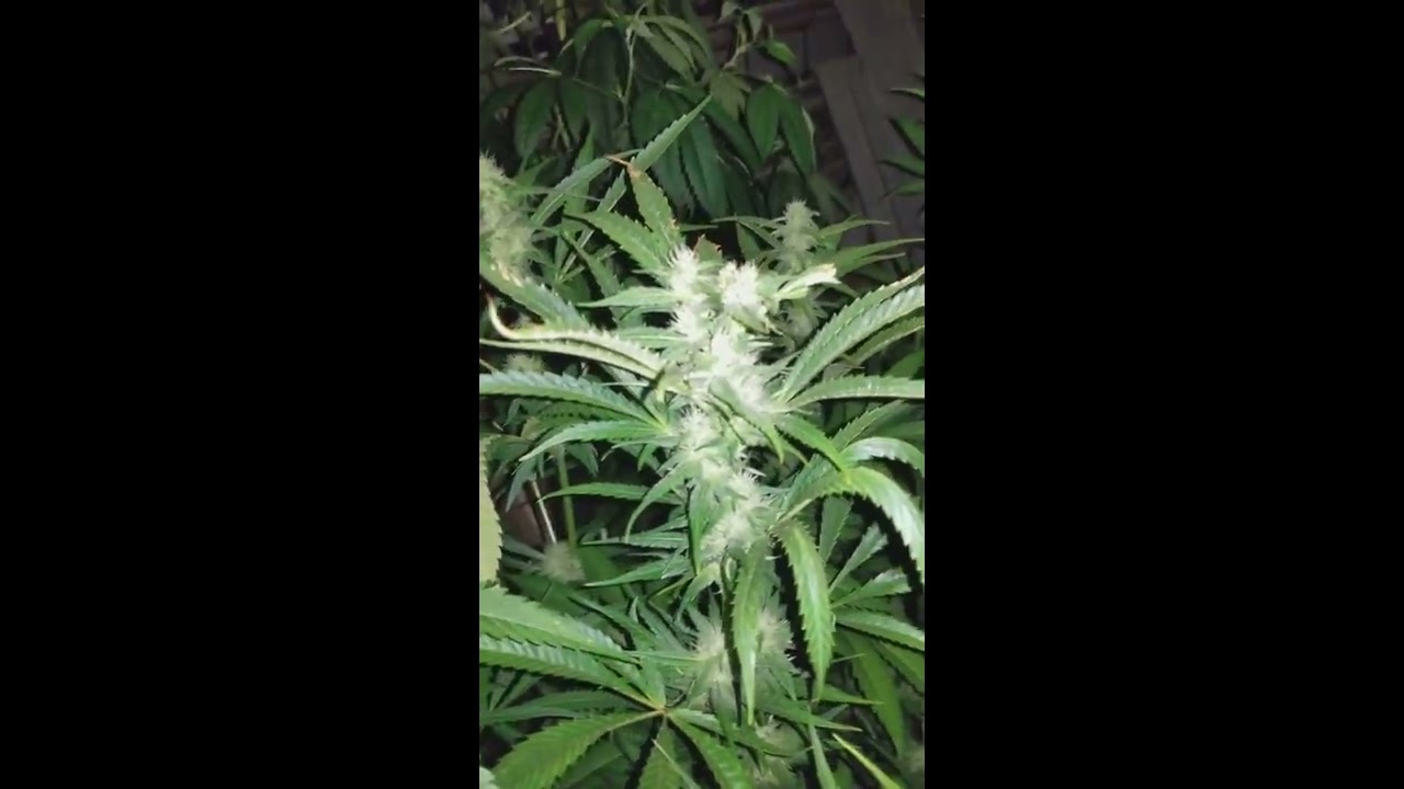 Mr THC Reviews: BioCanna vs Emerald Harvest Grow