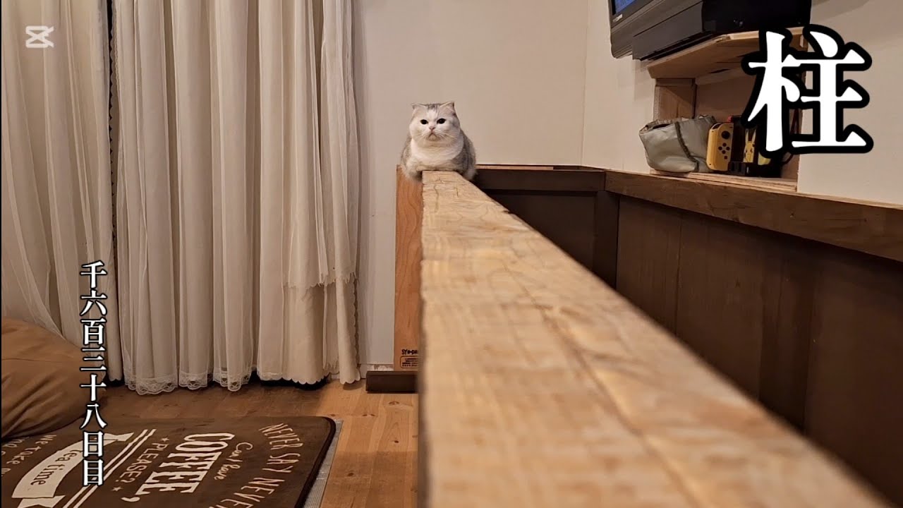 柱　こねこ成長日記　千六百三十八日目