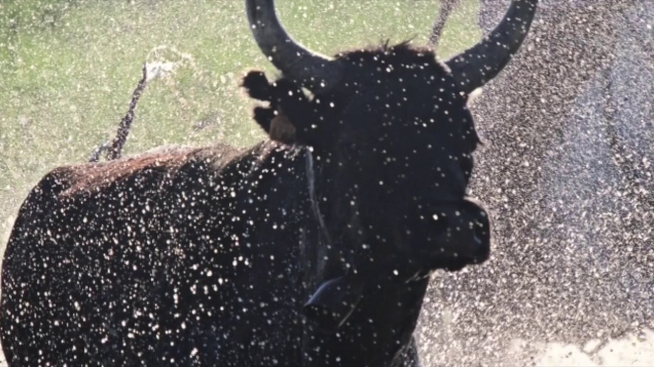 Camargue Bulls