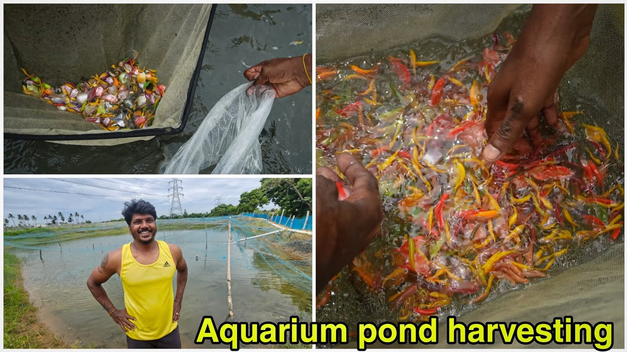 30,000 fish harvesting in pond | Chennai | 6 acres pond | தமிழ்