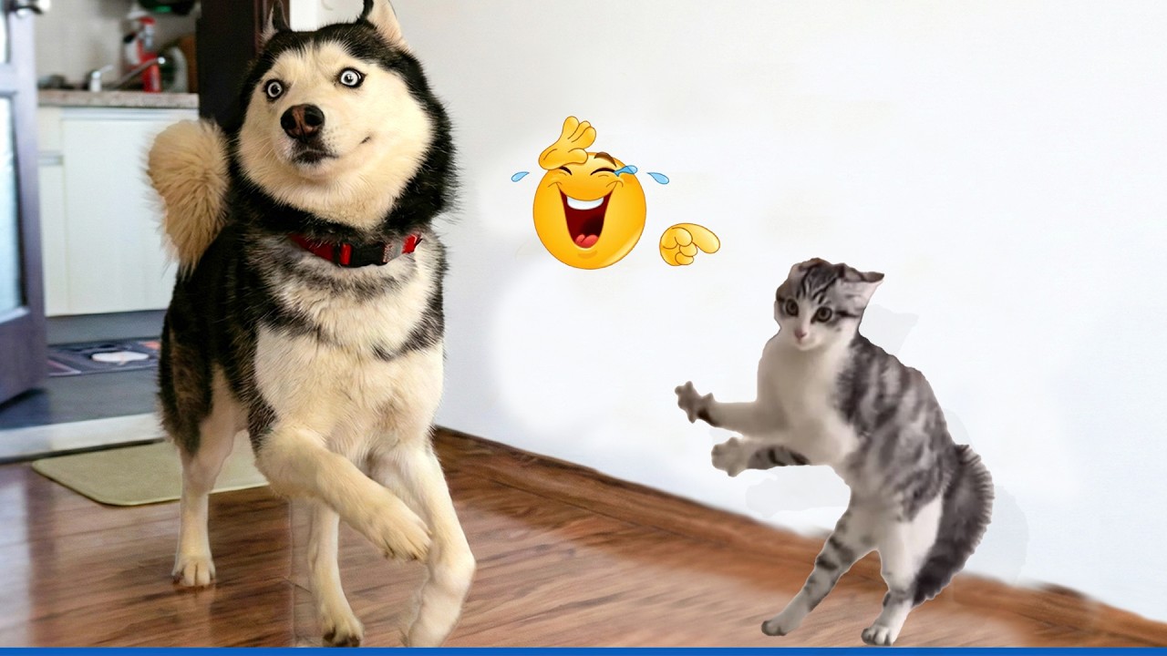 When God Sends You Funny Dogs 😹🐶 | You’ll Laugh Nonstop
