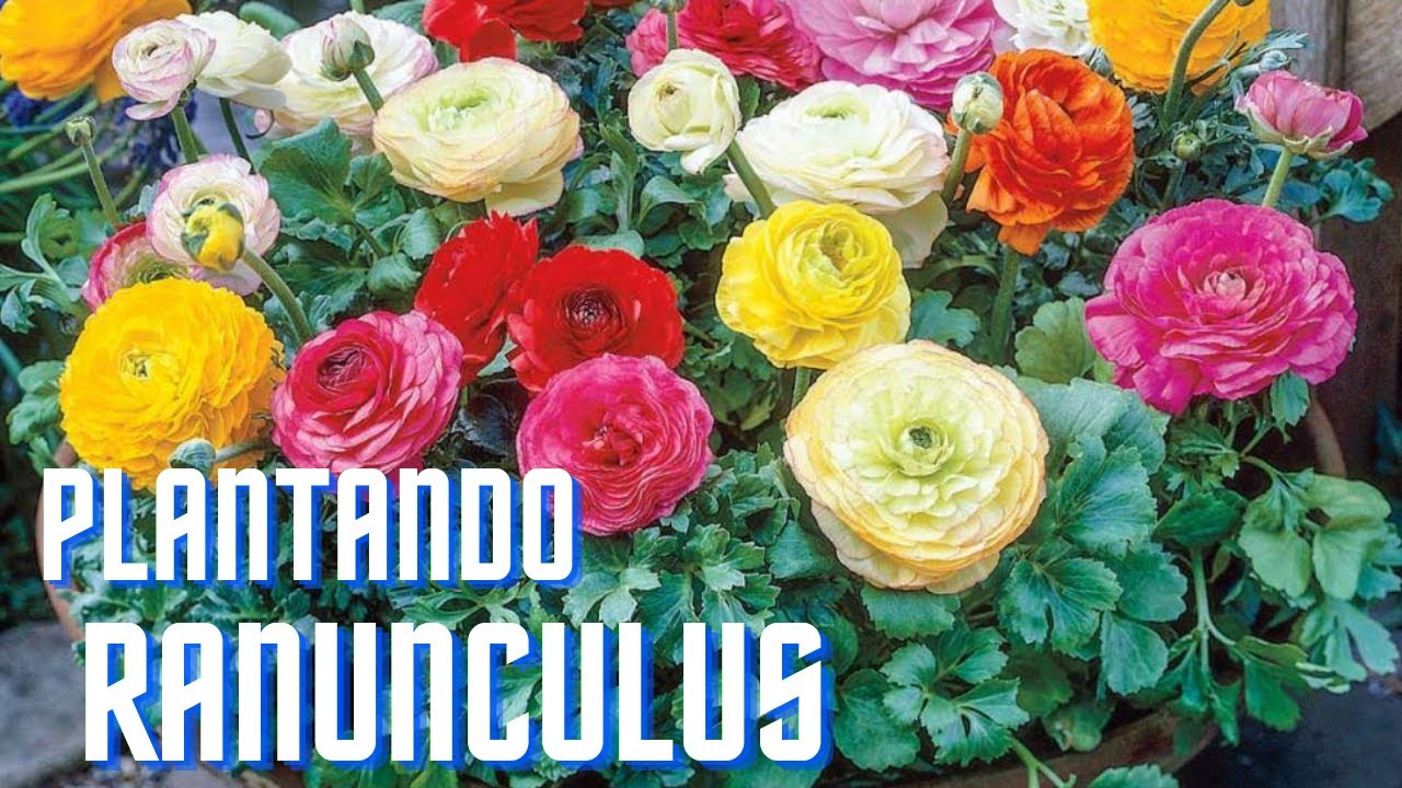 Como plantar FLORES de RANÚNCULOS y ANEMONES , proceso sencillo para tener flores en primavera