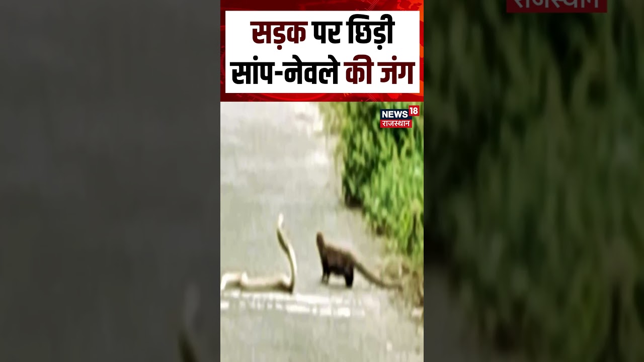 Snake Viral Video : सड़क पर छिड़ी सांप-नेवले की जंग !  | N18S | Top News | Snake Viral Video |