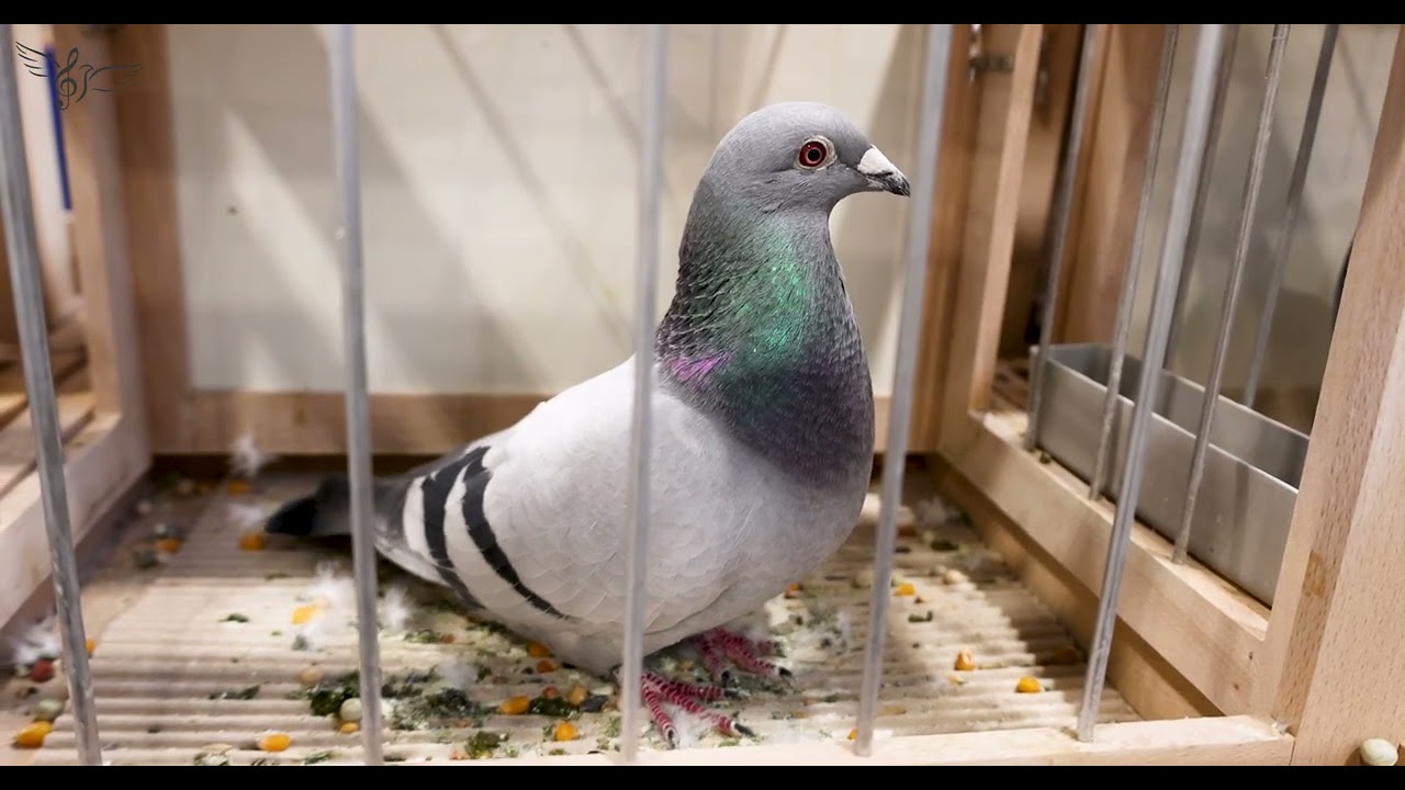 Belgium: Best Pigeons in the World | IBA 2026 | PigeonSongs (BE)