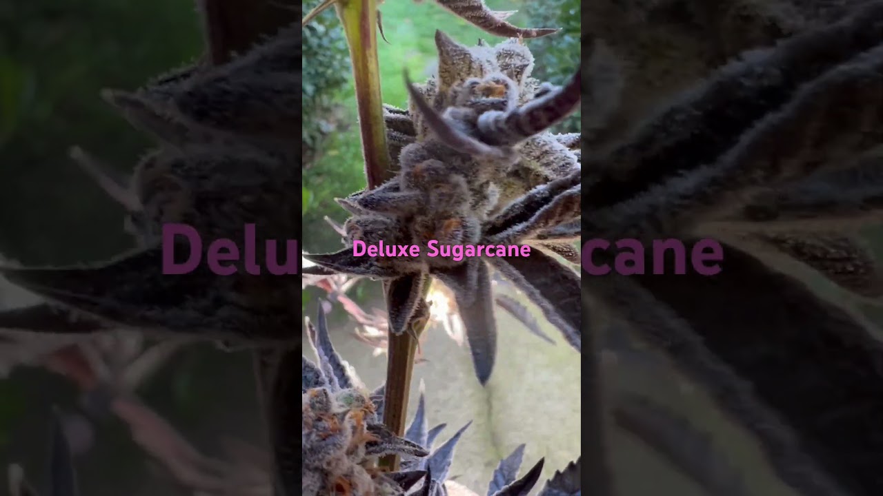 Deluxe Sugarcane Strain !!  Grown by:Candyman Gardens