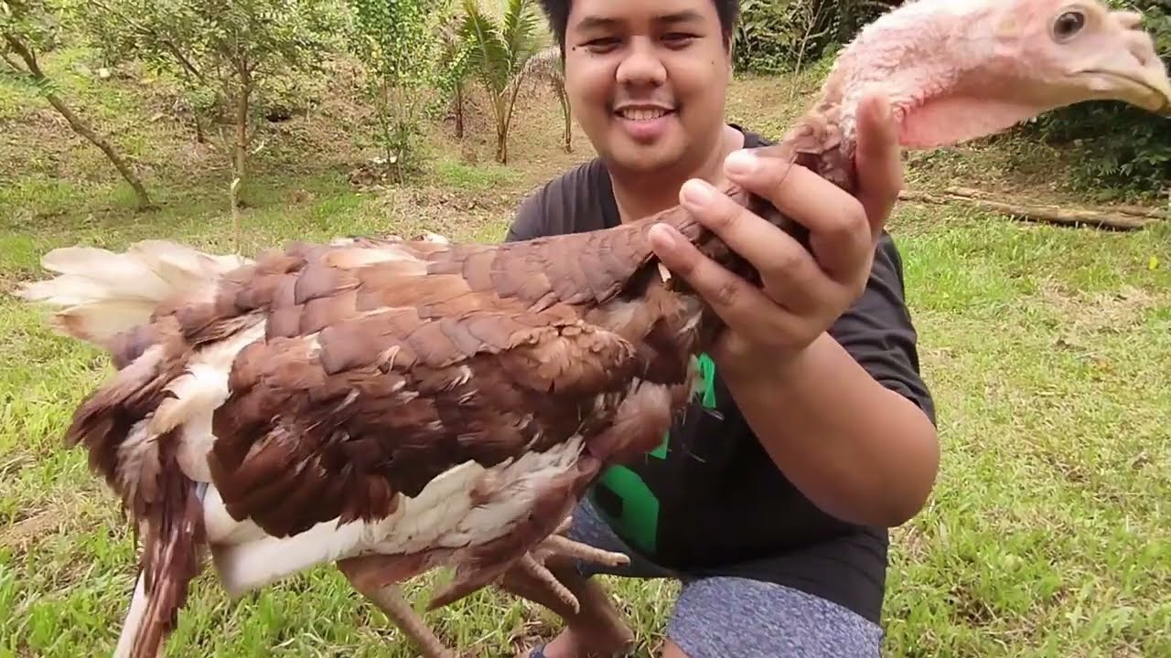 TURKEY FARMING RANCHO VELASCO AGRI FARM FROM CALAUAG, QUEZON PROVINCE | YOUNG FARMERS CHALLENGE