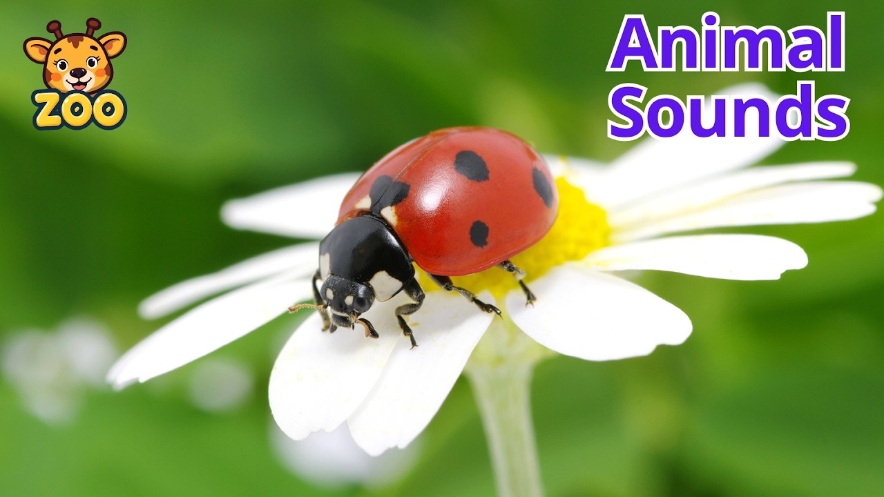 Animal Sounds for Kids | Insects – Butterfly, Bee, Ant & More