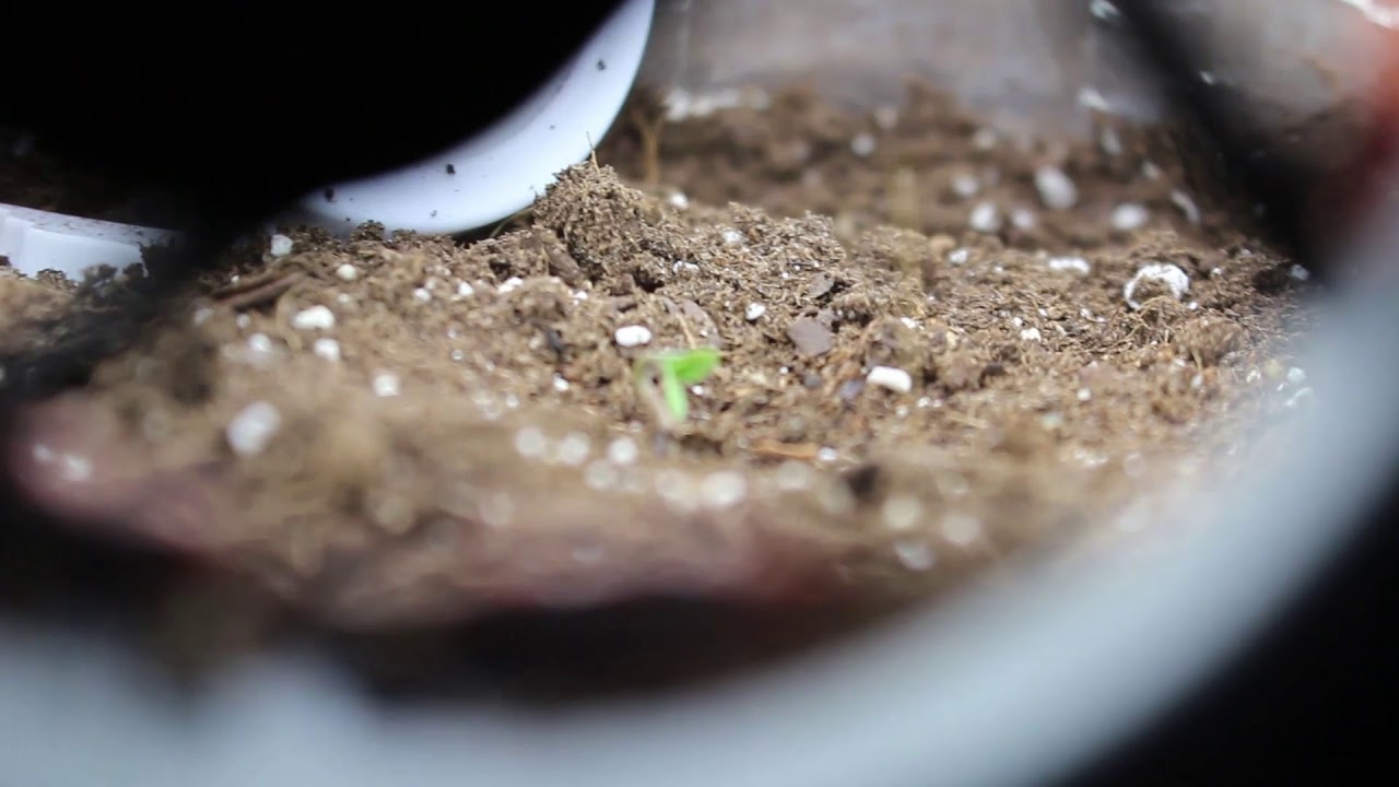 SPACE BUCKET - Day 1 Seed