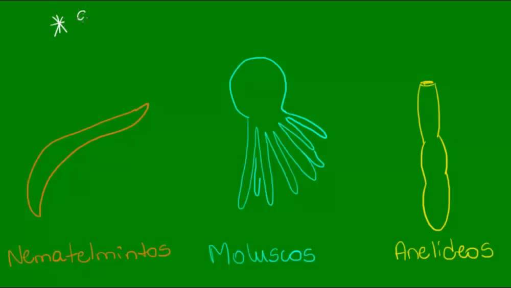 Sistemas digestórios - Zoologia - Biologia