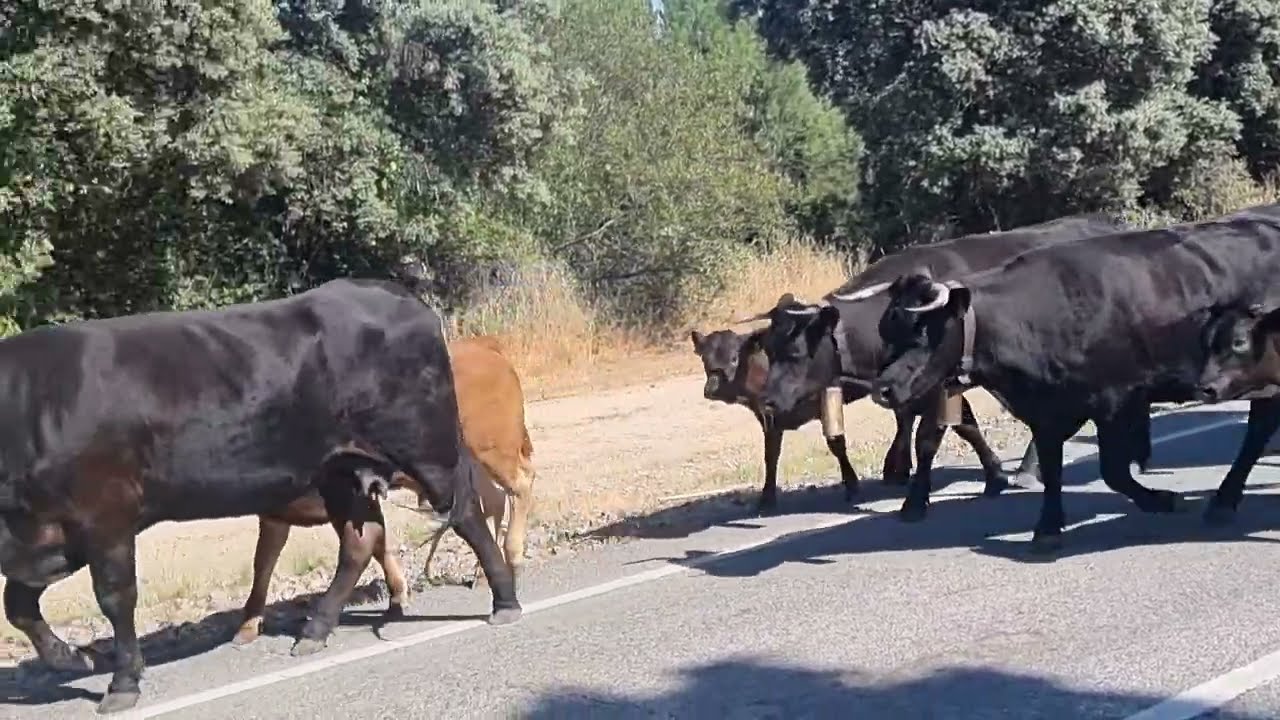 Otra Raza de vacas pero también hace trashumancia