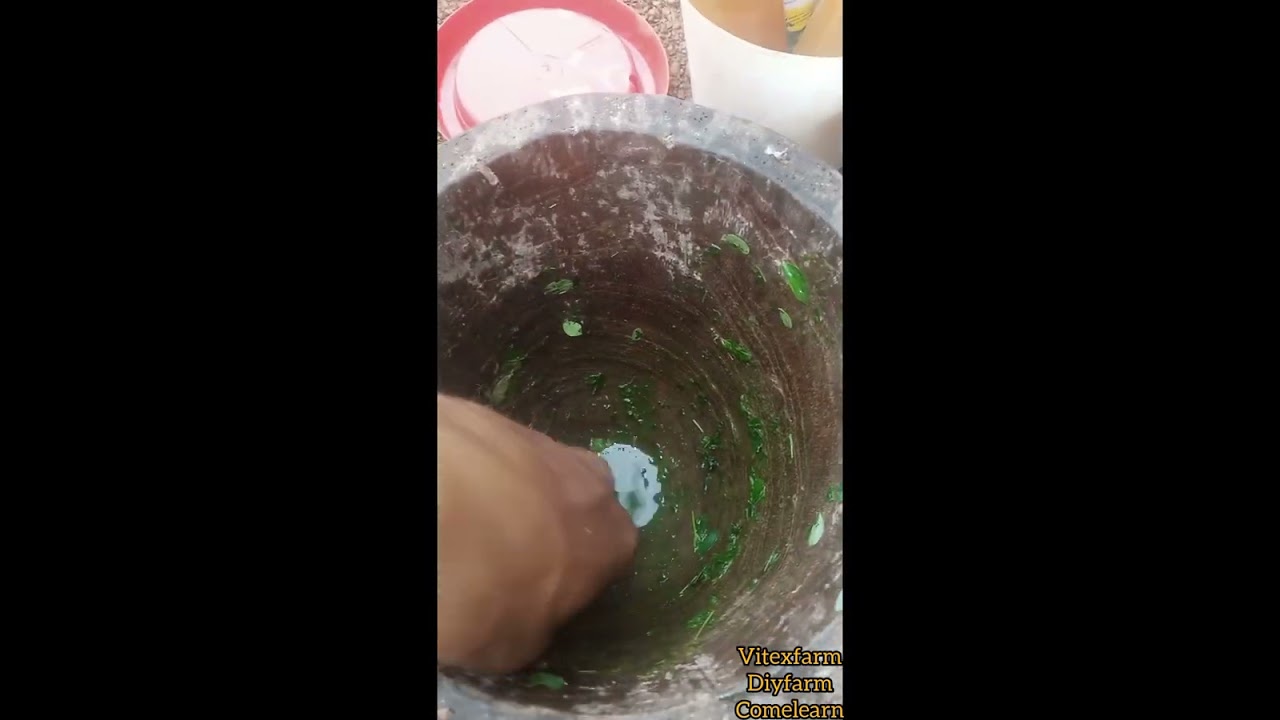How to make Neem leaves and moringa juice for your chicken/organic poultry farming.