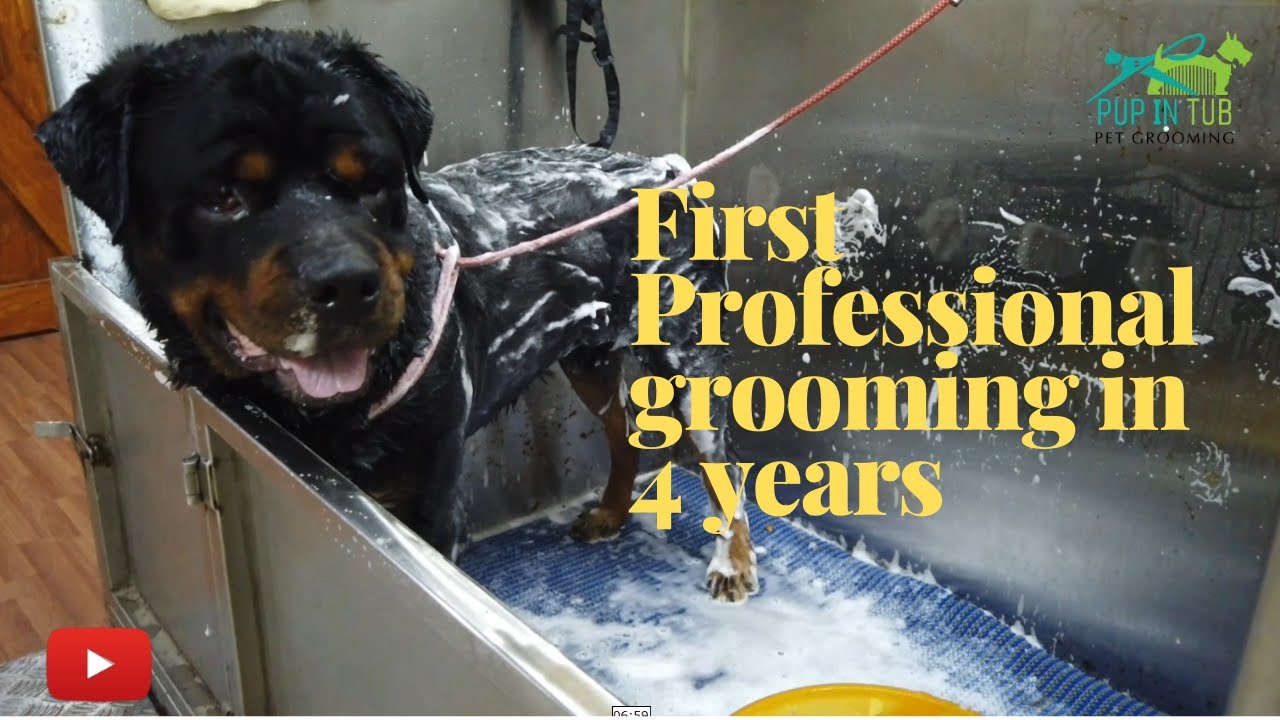 Dog Gets His 1st Ever Professional Grooming in 4 years | Rottweiler Grooming