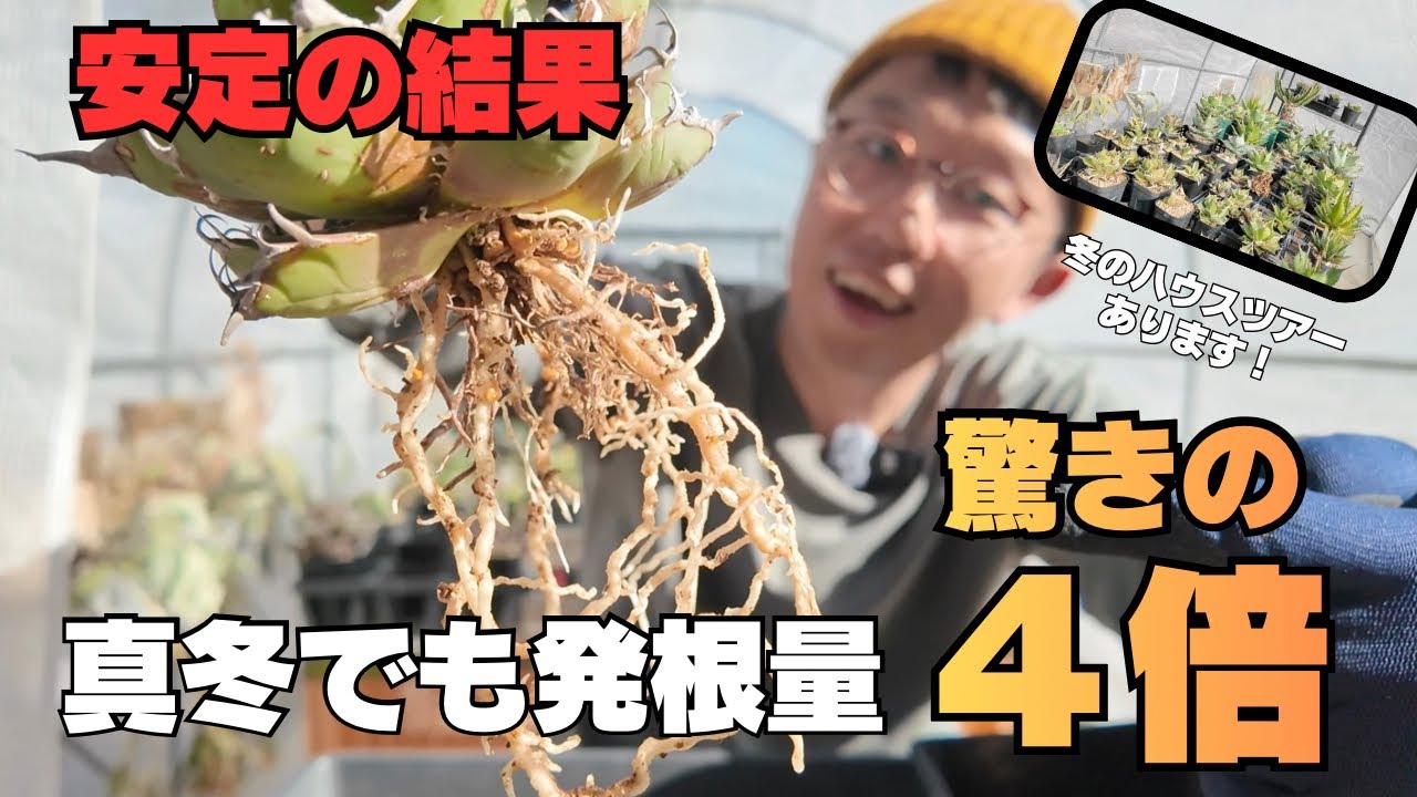 【発根量4倍以上】チタノタ真冬でも発根してました@ROUKA plants