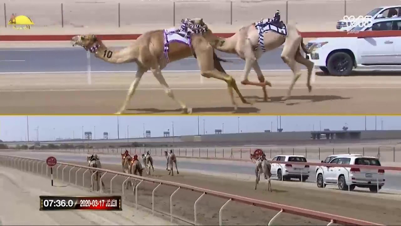 الشوط 2 بندقيه (مشوش) لـ حمدان سعيد جابر 12:52:7 , ختامي الوثبة 2020/3/17 ثنايا مساء