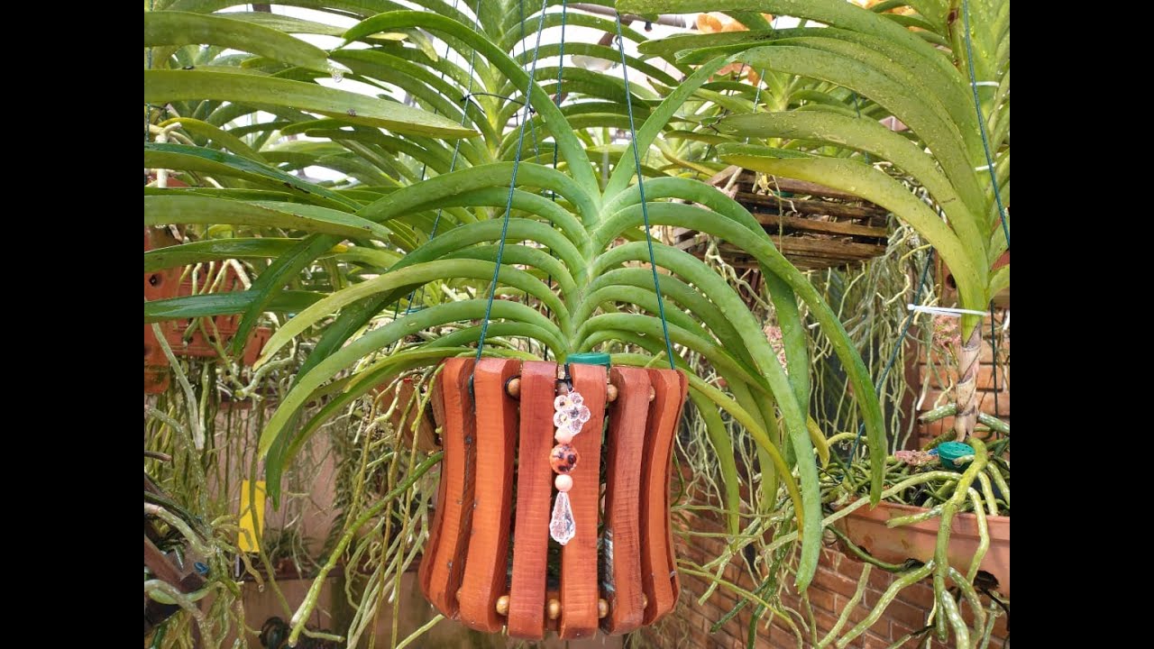 Dicas de replante de Vanda no cachepo de madeira